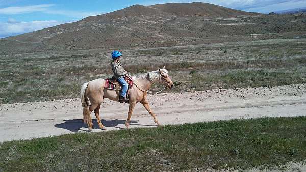 beautiful-quarab-horse