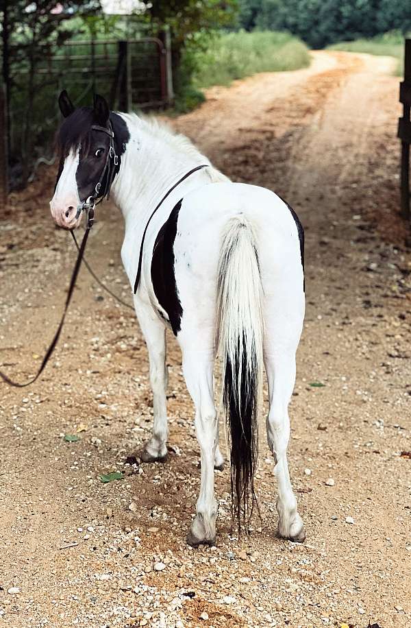 pinto-pony-gelding