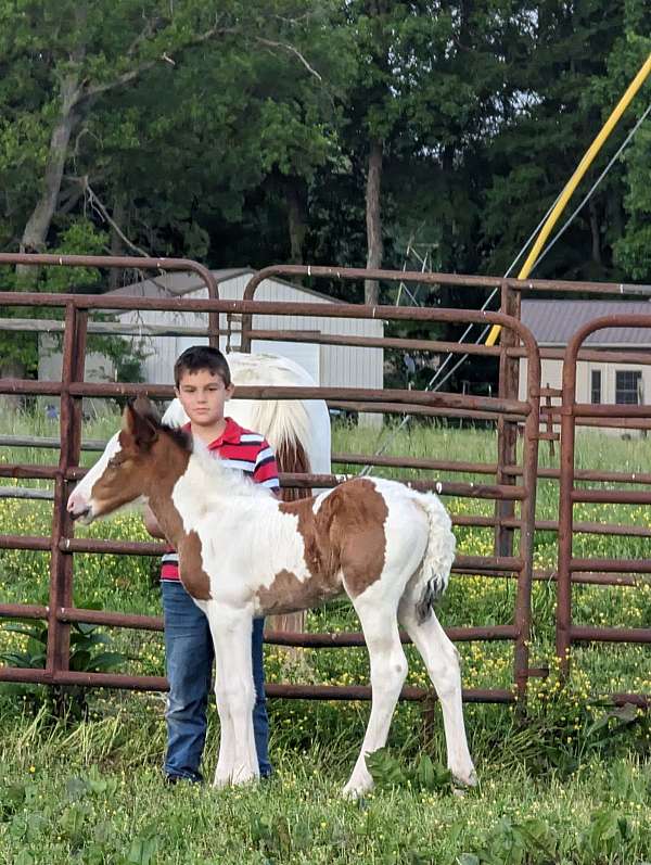 black-gypsy-vanner-paint-filly