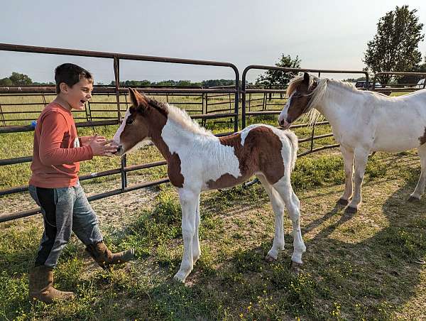 brown-gypsy-vanner-paint-filly