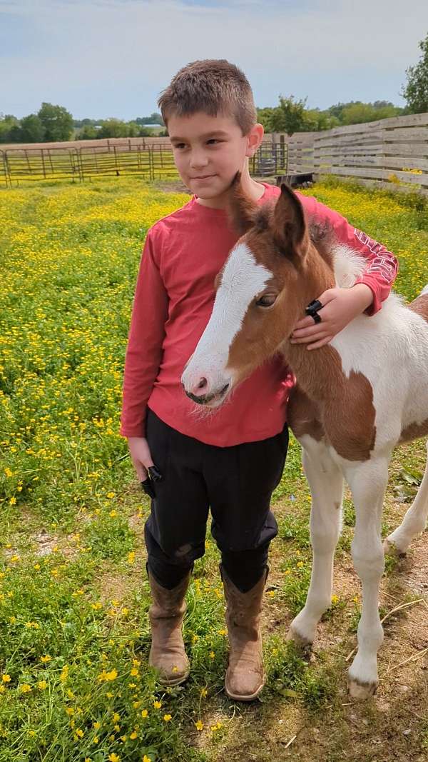 white-gypsy-vanner-paint-filly