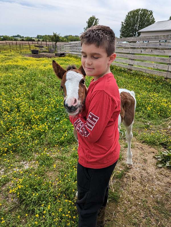 brown-sport-trail-horse