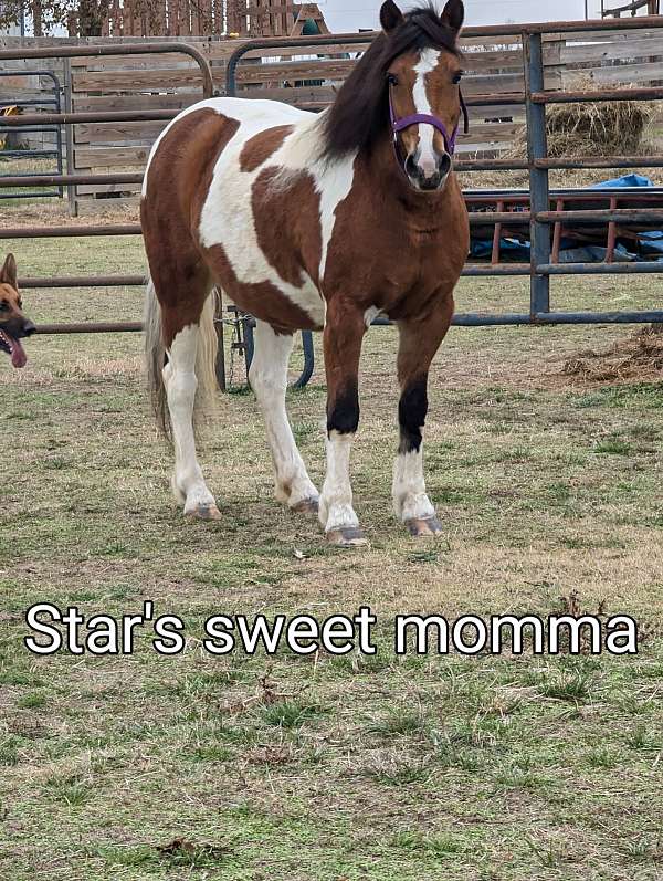 jubilee-gypsy-vanner-horse