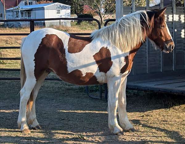 white-mane-tail-gypsy-vanner-horse