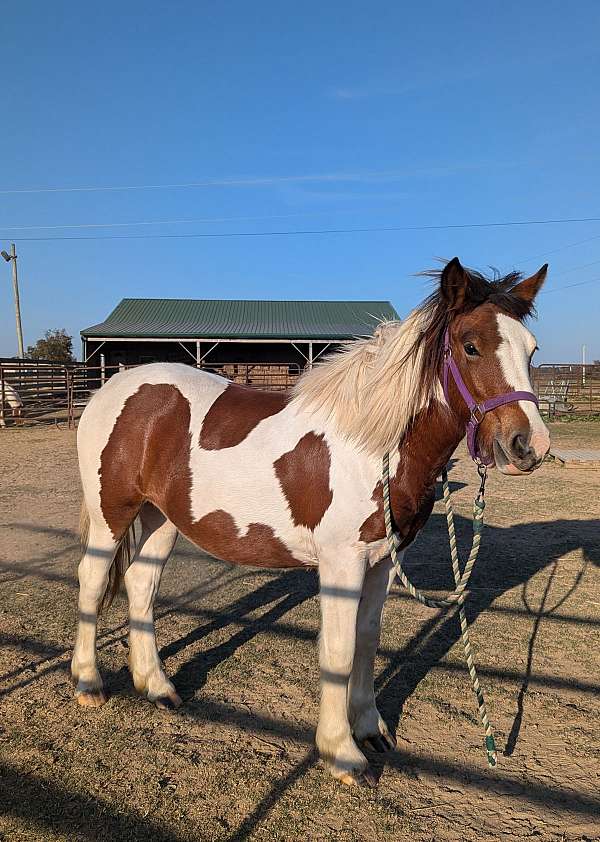 fast-learner-filly