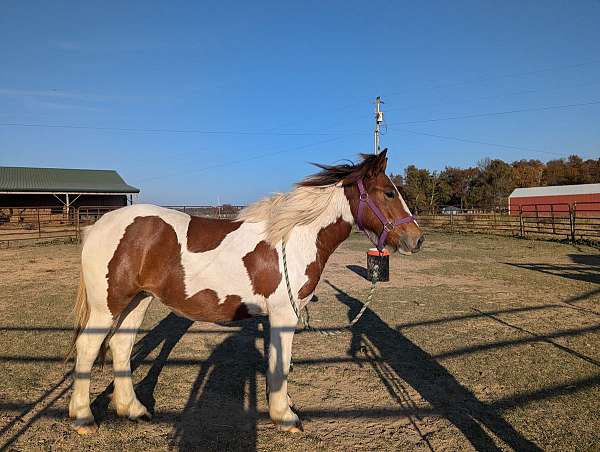 white-mane-tail-gypsy-vanner-horse