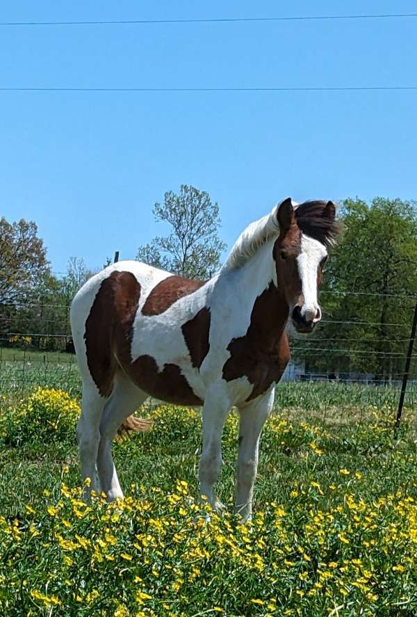 day-gypsy-vanner-horse