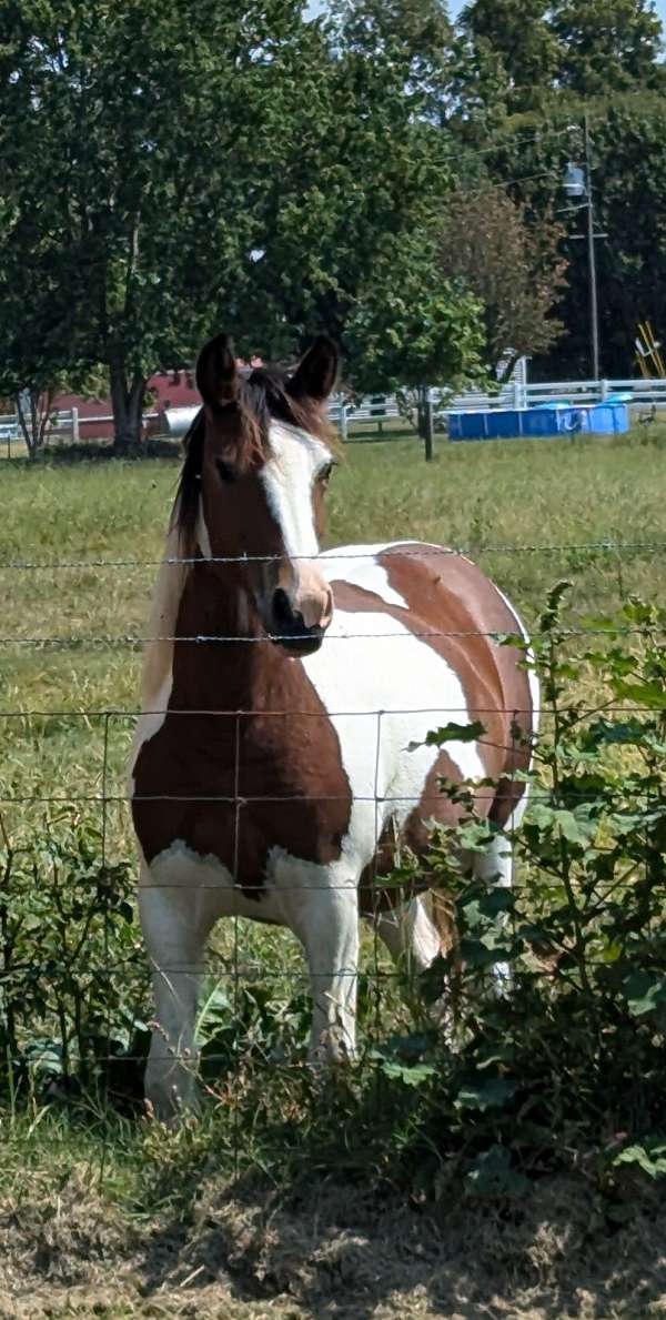 sport-trail-gypsy-vanner-paint-horse