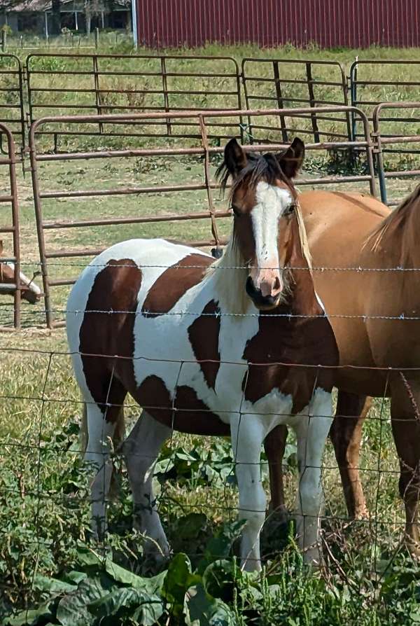 black-gypsy-vanner-paint-filly