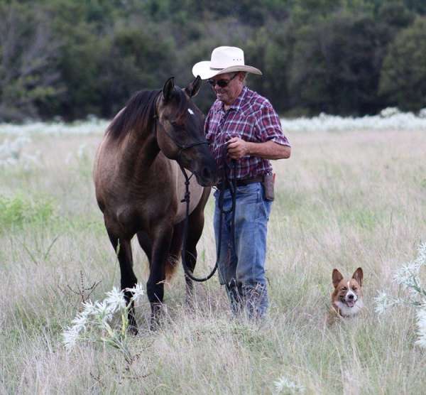 grulla-dun-factor-horse