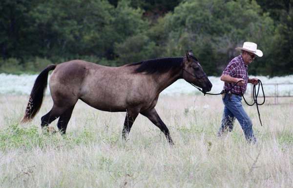 athletic-quarter-horse