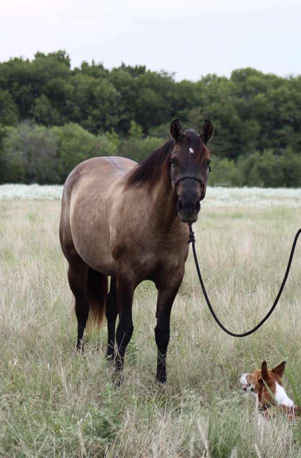 breeding-quarter-horse