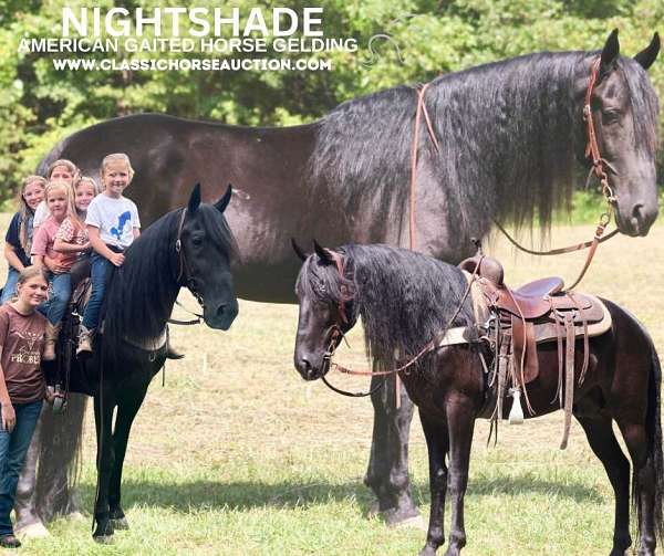 handy-tennessee-walking-horse