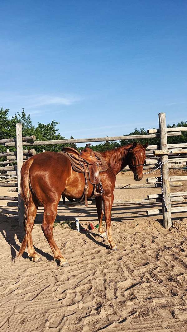 quarter-horse-gelding