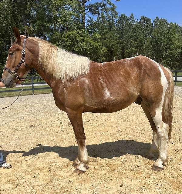 pinto-draft-gelding