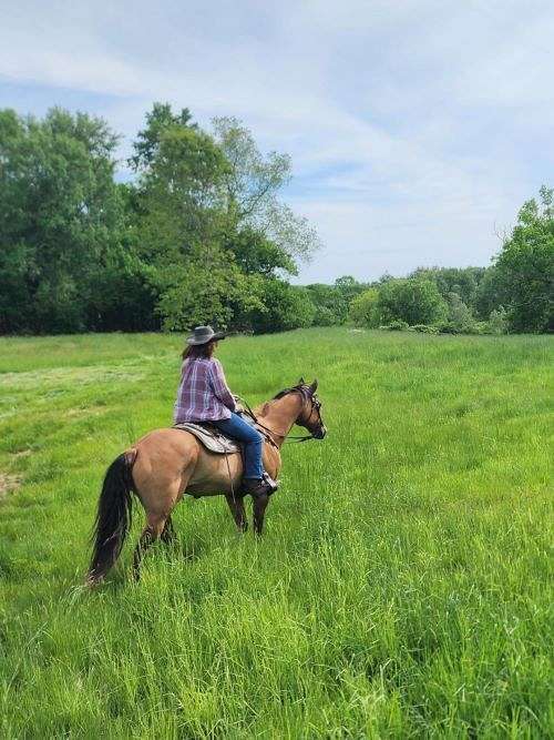 trail-quarter-horse