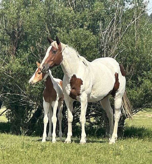 all-around-paint-horse