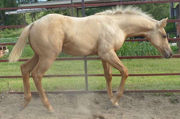 futurity-eligible-reining-quarter-horse