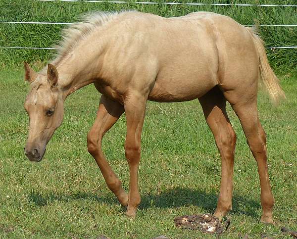 gun-filly