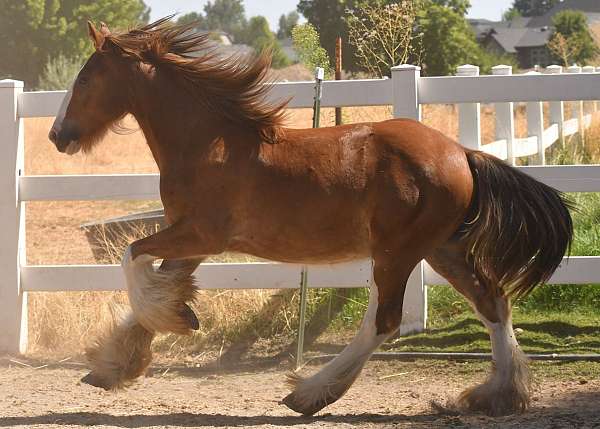 chestnut-gypsy-vanner-colt-yearling