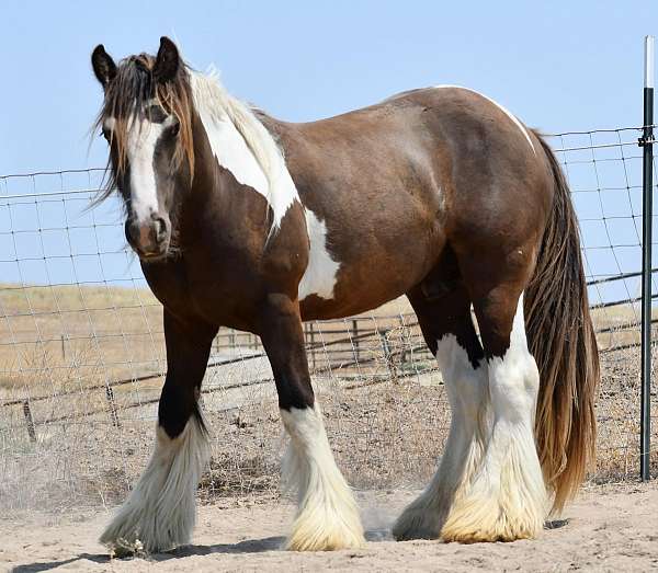 14-hand-gypsy-vanner-colt