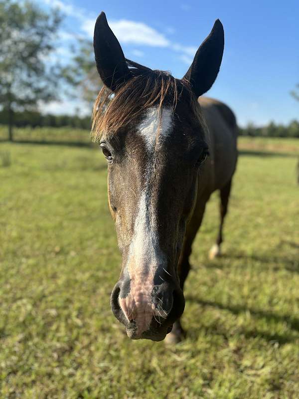 brown-star-horse