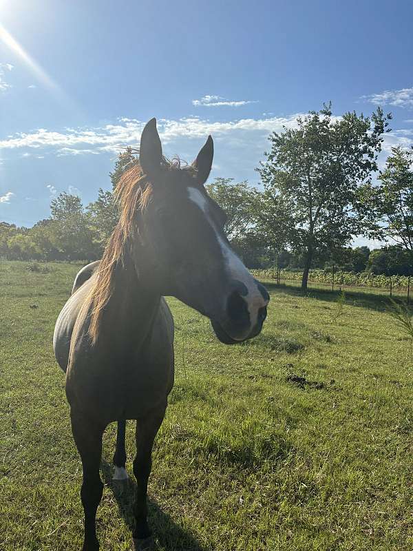 brown-snip-horse