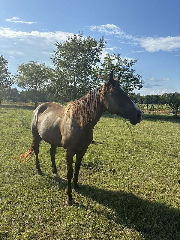 brown-stripe-horse