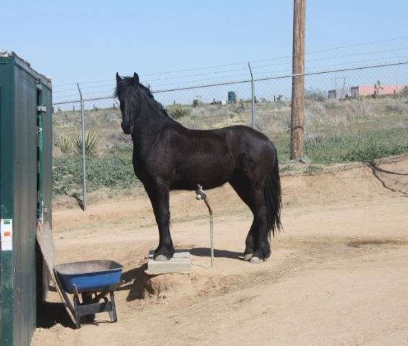 black-friesian-filly