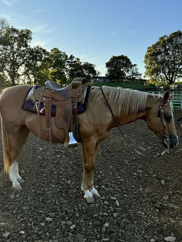 beginner-quarter-horse