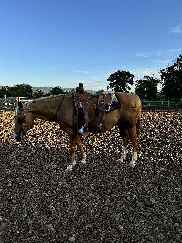 calf-roping-quarter-horse