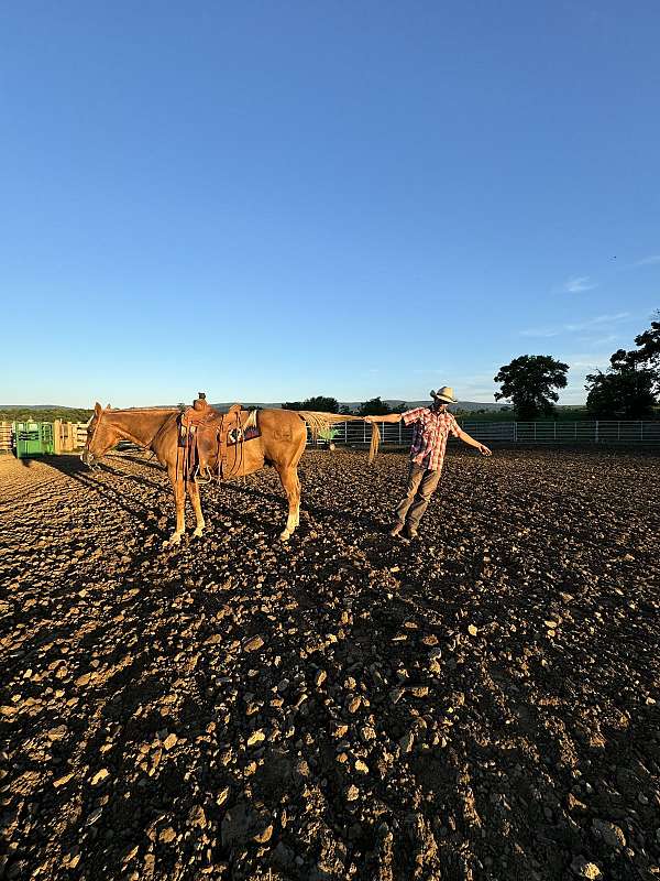 reined-cow-quarter-horse