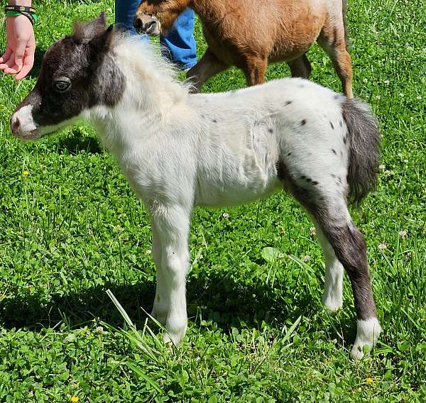 all-around-miniature-horse