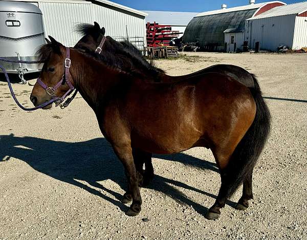 driving-pony