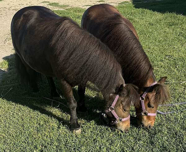 bay-pony-gelding