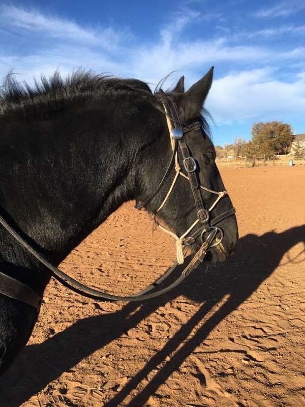 trail-horse-friesian