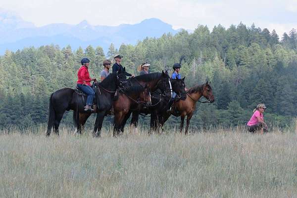 natural-horsemanship-training-friesian-horse