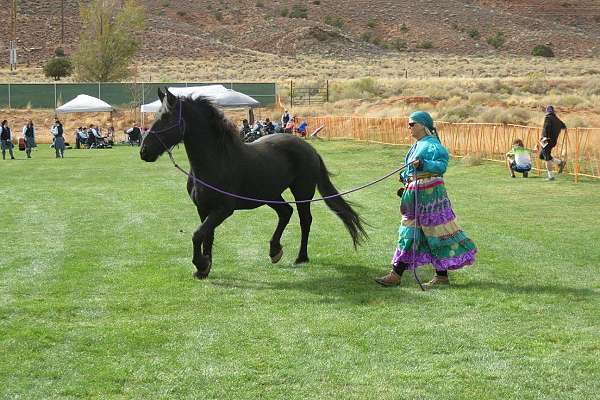 trail-riding-friesian-horse