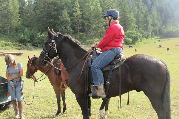 black-friesian-gelding