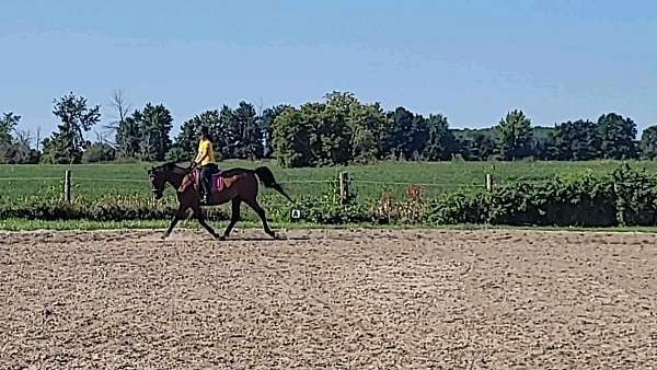 dressage-warmblood-horse