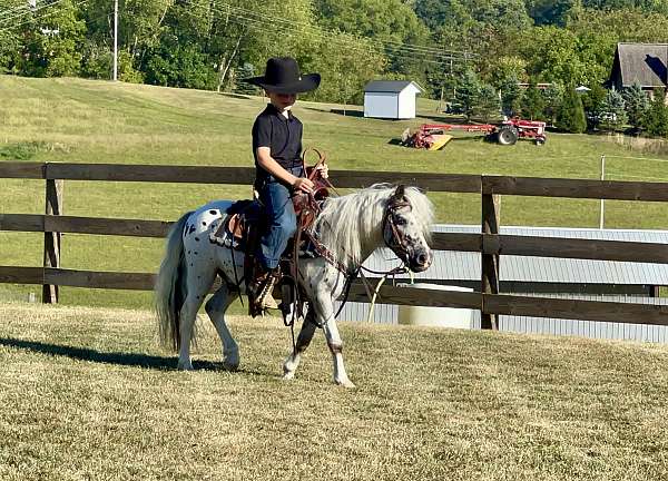 all-around-miniature-pony