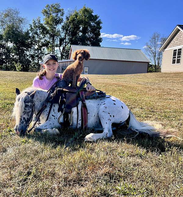 gymkhana-miniature-pony