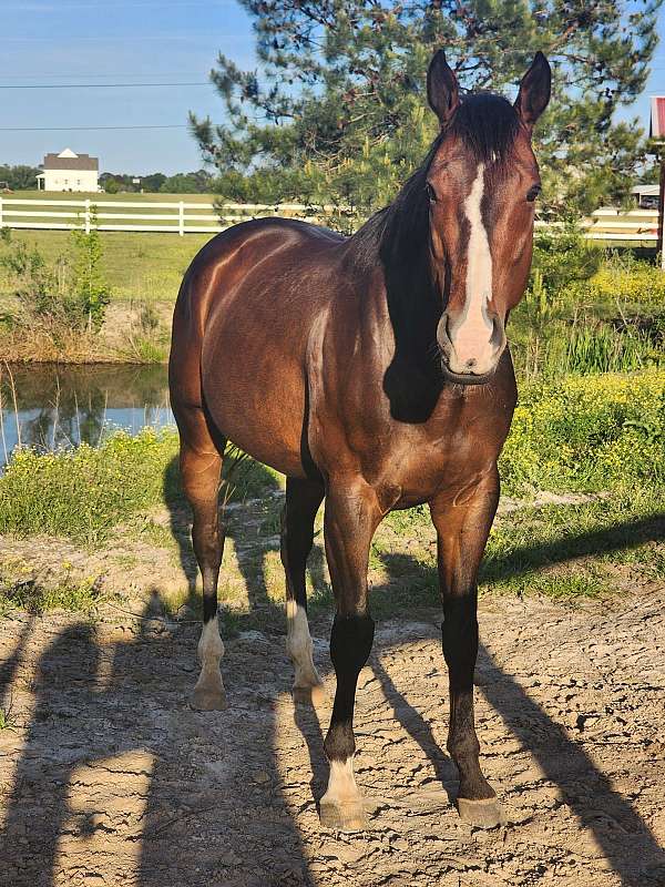 bay-thoroughbred-gelding