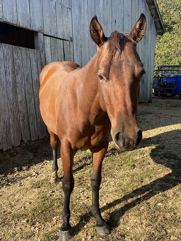 all-around-quarter-horse