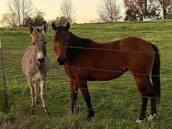 all-around-quarter-horse