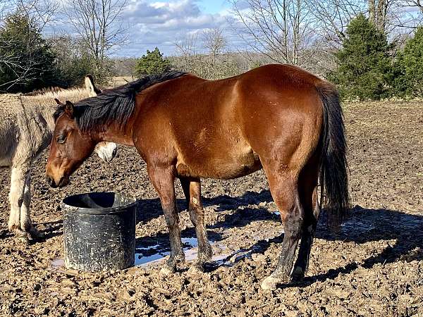 all-around-quarter-horse