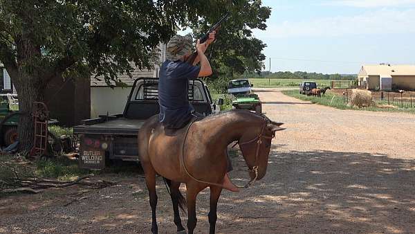 arabian-mare-appaloosa-horse