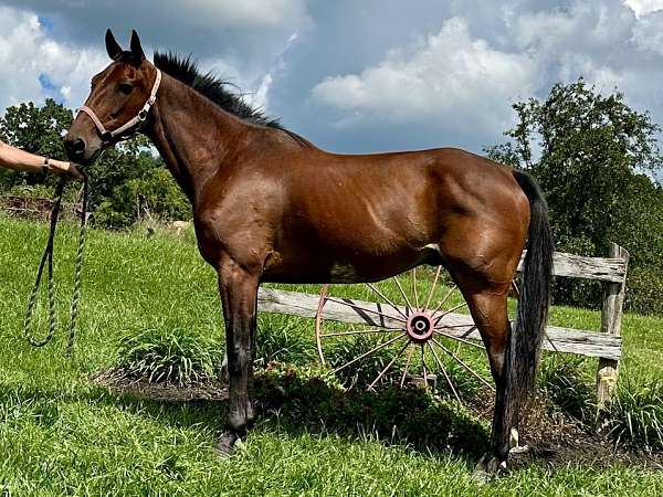 bay-standardbred-gelding