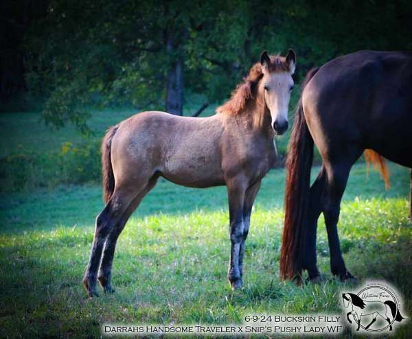 breeding-tennessee-walking-horse