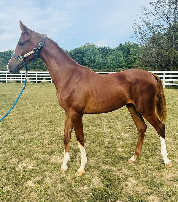 champion-show-half-arabian-horse